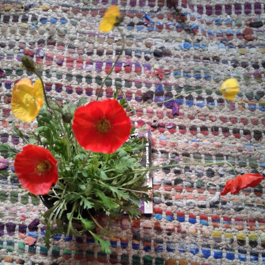 IMG_20180805_184554_532