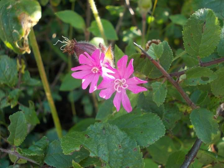 FB_IMG_1540083234990