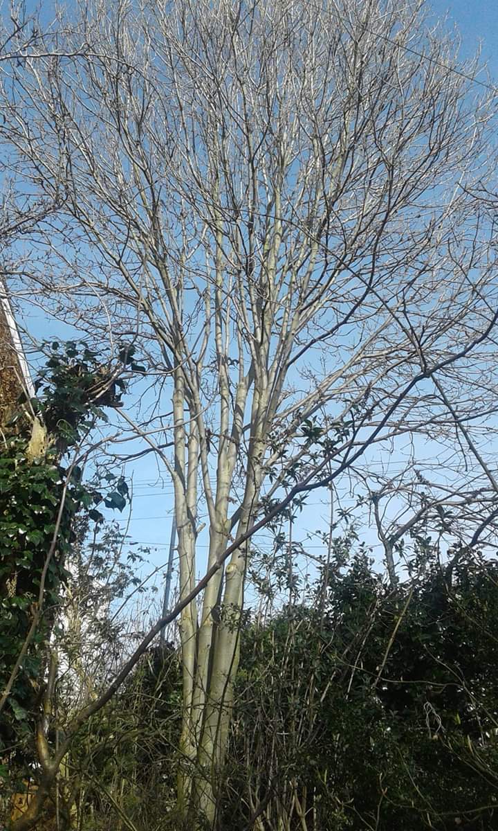 FB_IMG_1552263036162