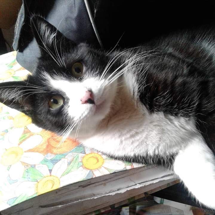 FB_IMG_1552955985792