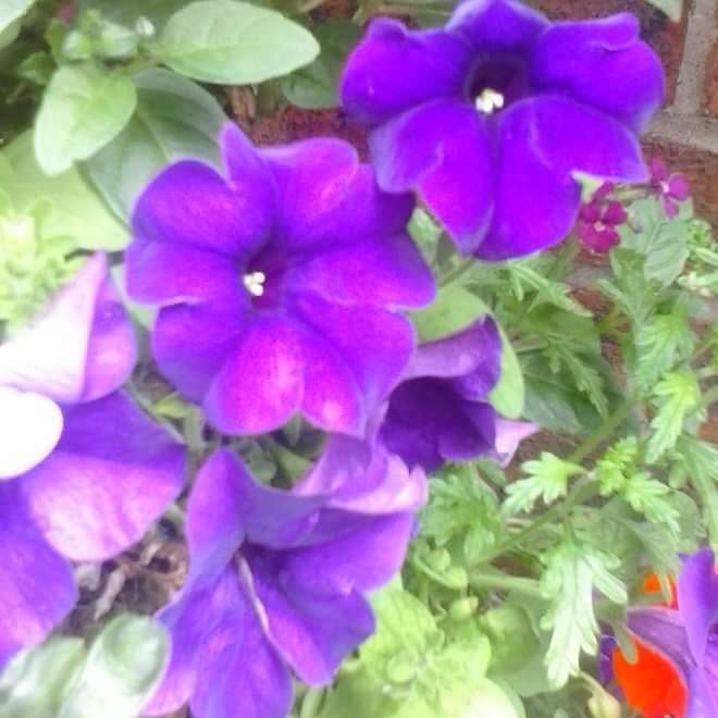 FB_IMG_1560902248268