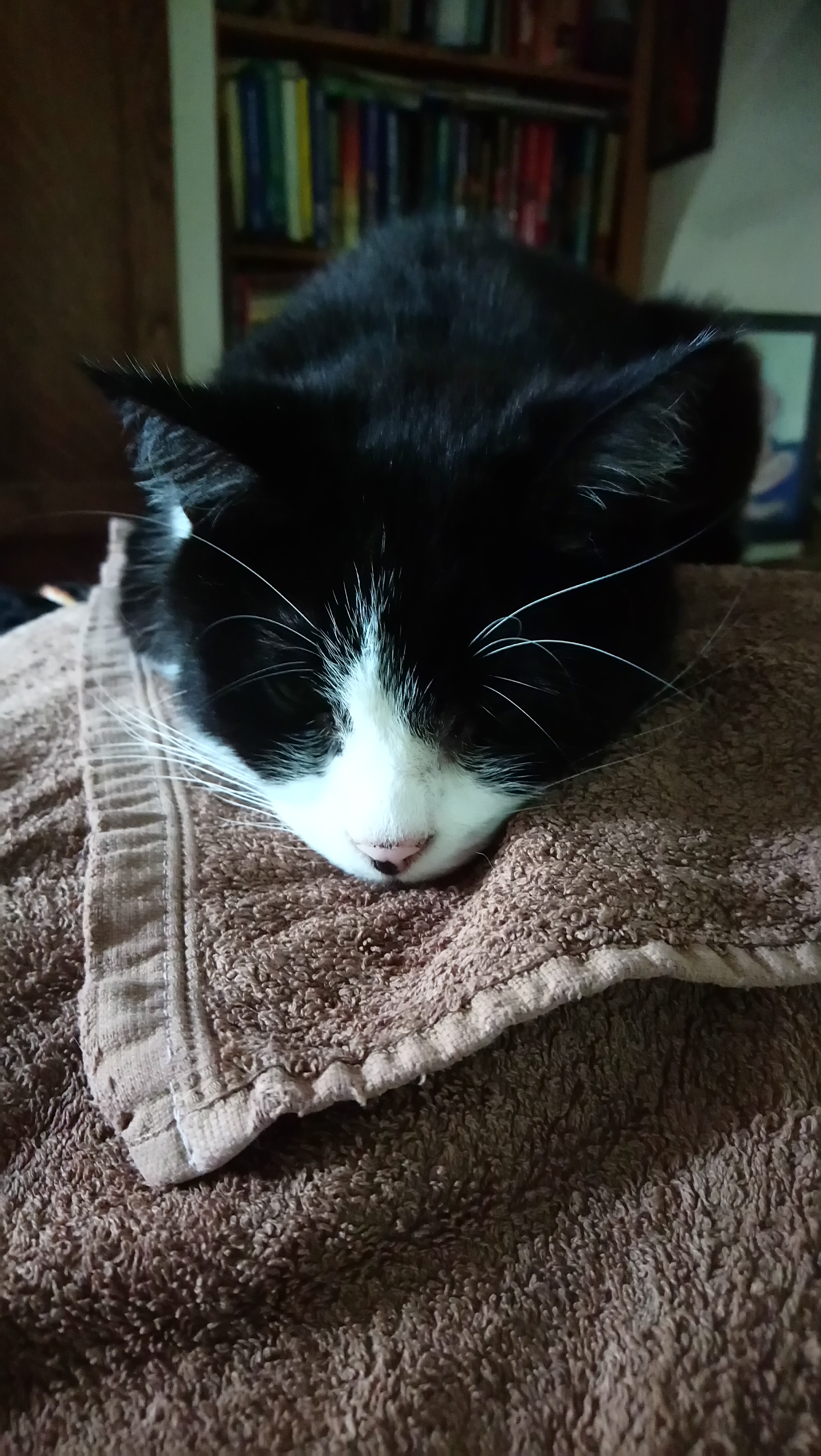 15682862751237938558350874896740