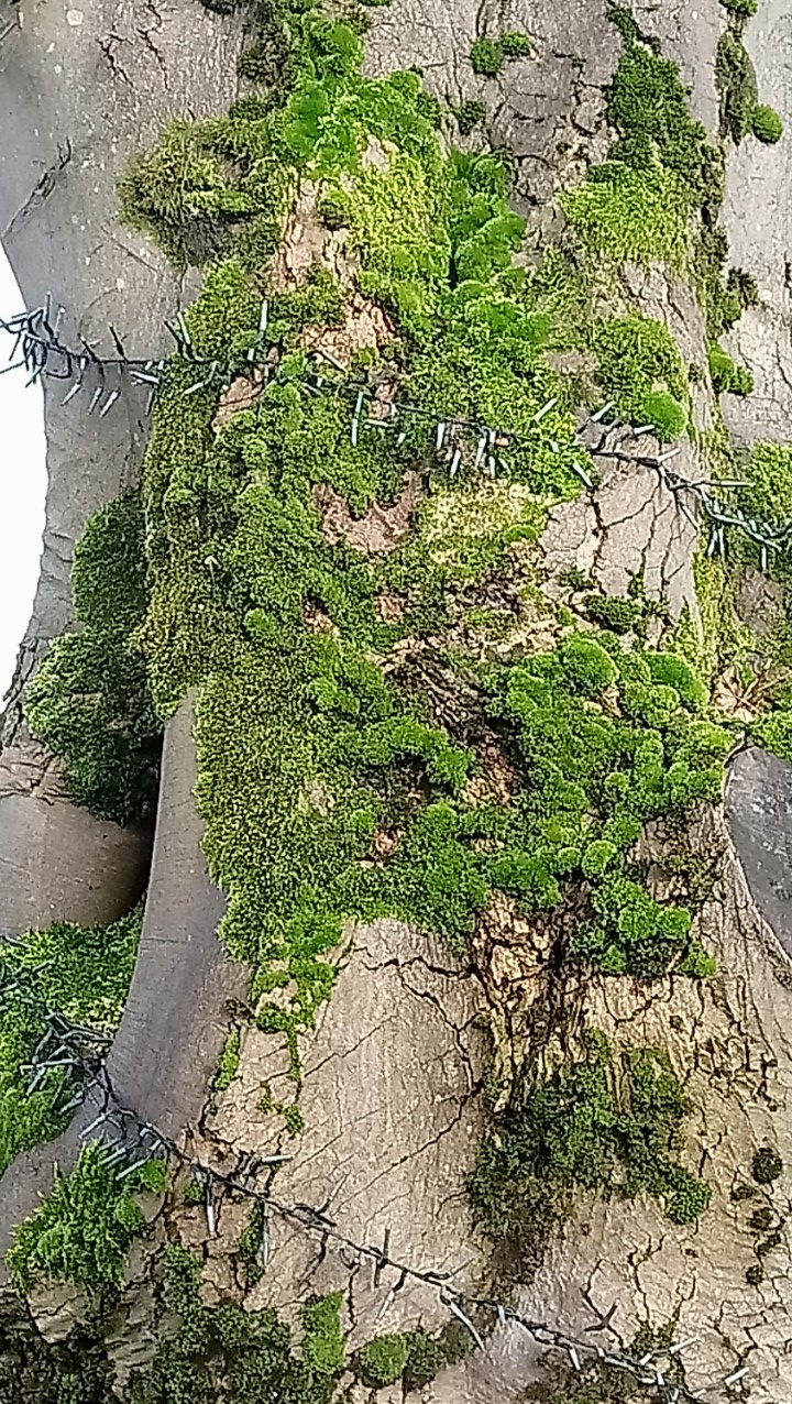 DSC_2333_optimized (7)