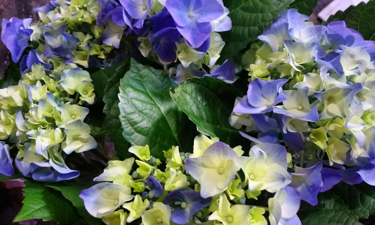 IMG_20200301_185058_664