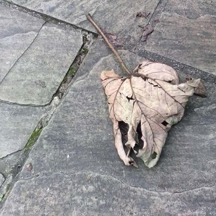 IMG_20200324_132037_905