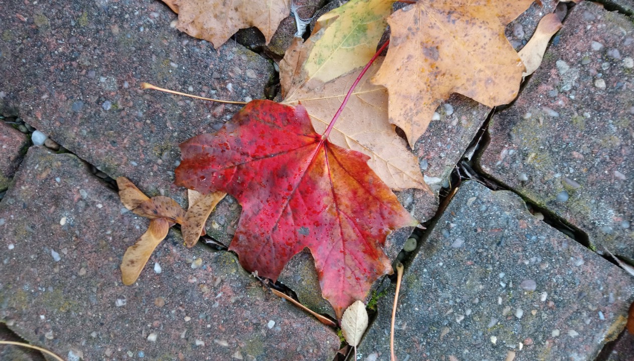 DSC_2354 (2) (2) (2) (2)_optimized