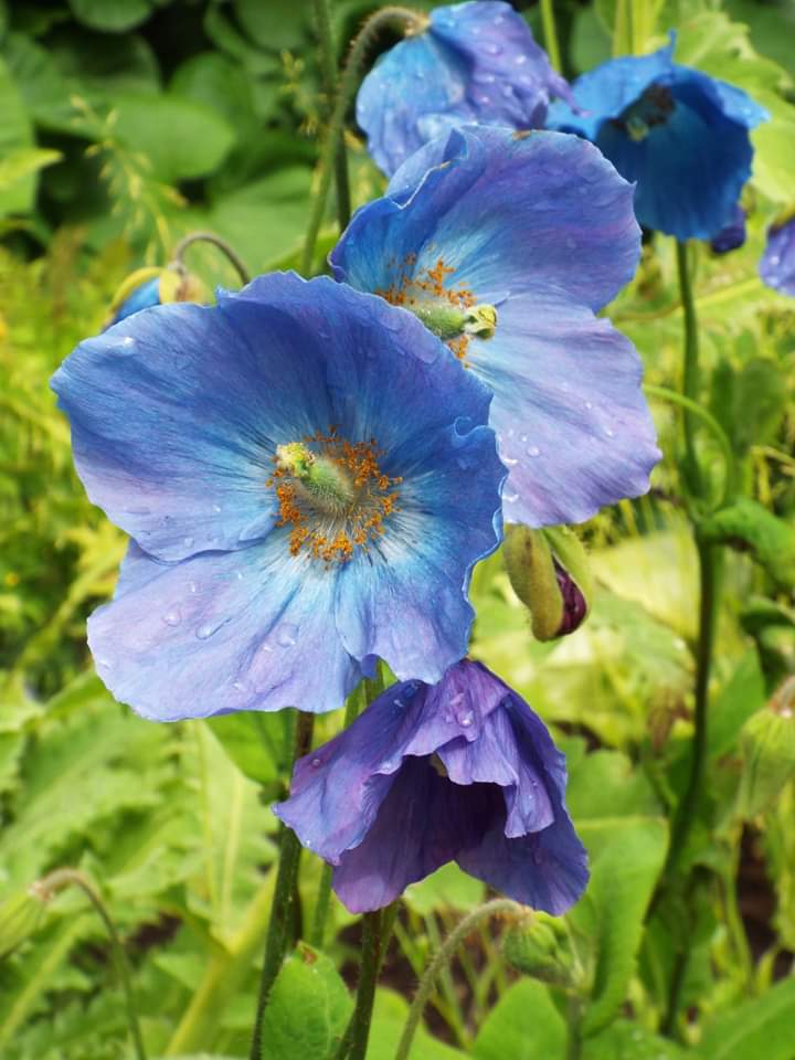 FB_IMG_1592521493915